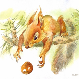 Белка Сирле 