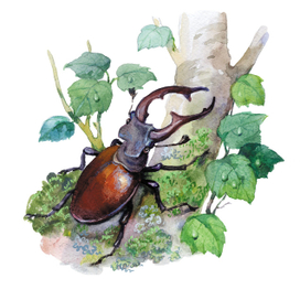 к рассказам Ушинского