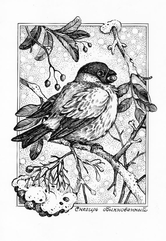 Снегирь