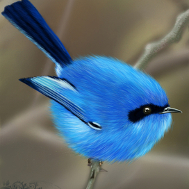 Синий крапивник