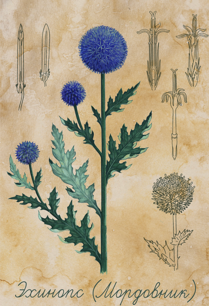 Ботаническая иллюстрация 