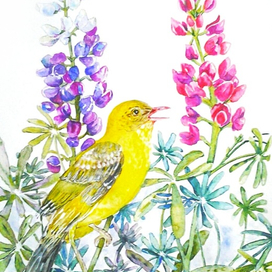 Иволга в люпинах