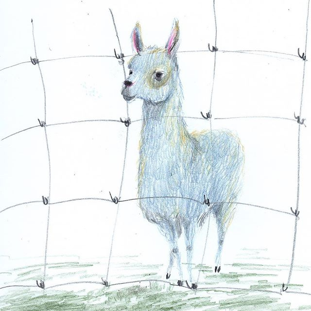 Отпустите ламу погулять