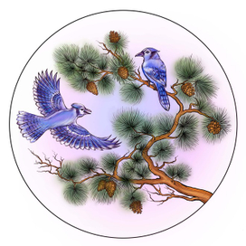 Сойки на сосне