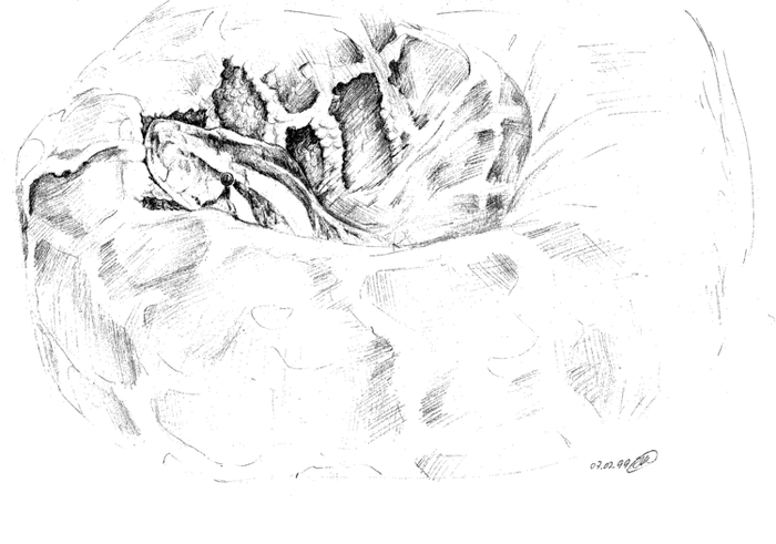 Год змеи. Питон