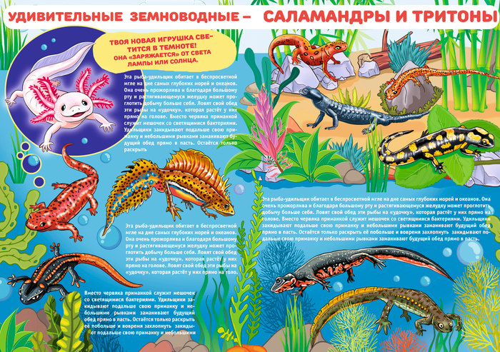 Тритоны и саламанды