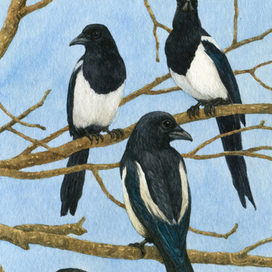 Собрание сорок