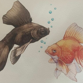 Рыбов показывают