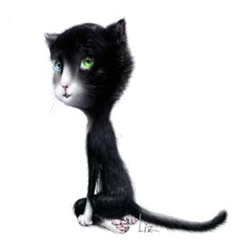 чёрный котик