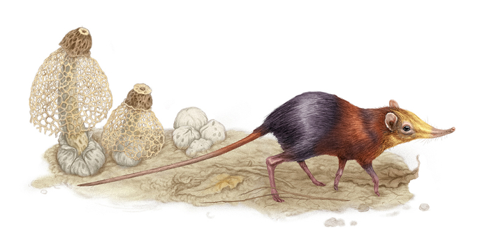 Хоботковая собачка Петерса