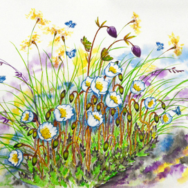 Альпийские травы