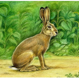 Зайцы-попрыгайцы.