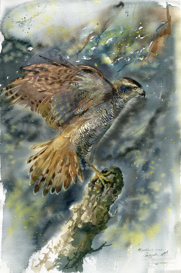 Ястреб тетеревятник