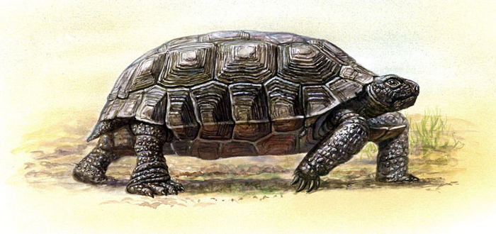 Черепаха Гофер