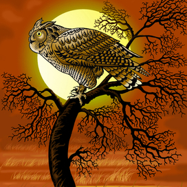 Сова на закате