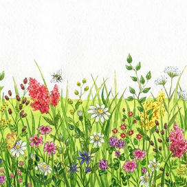 Полевые цветы и шмель