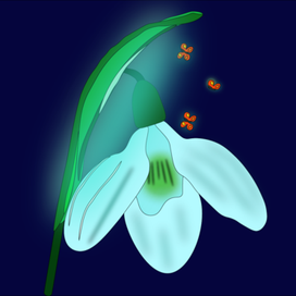 Подснежник))