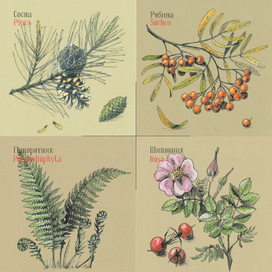 растения сибири