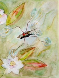 "Как муравьишка домой добирался"  В.Бианки