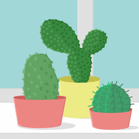 Кактусы