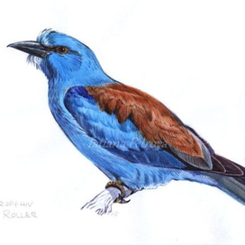 "Сизоворонка"