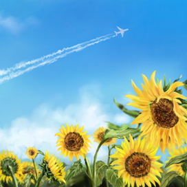 Подсолнухи