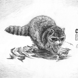 Енот-полоскун