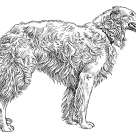 Русская псовая бозая