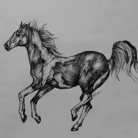 Скетч лошади