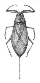 Nepa cinerea