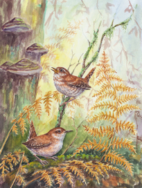 Крапивники, акварель