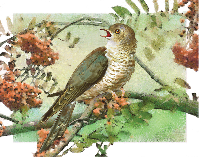 Кукушка, заставка