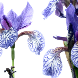 Ботаника ...