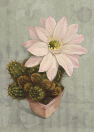 Цветок кактуса