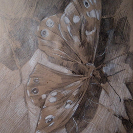 крылья бабочки купаются на солнце