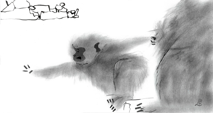 Японские макаки