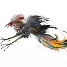 петух  бойцовый