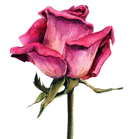 Ботаническая иллюстрация "Роза"