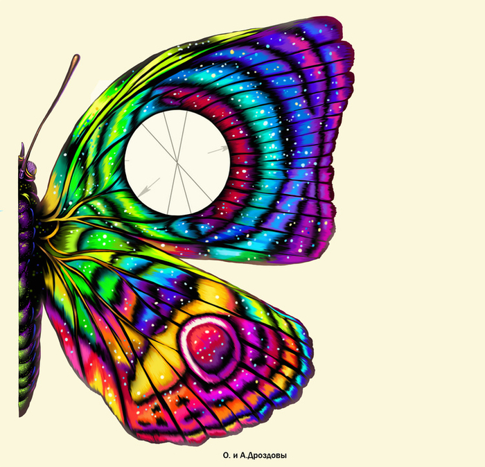 Крыло бабочки