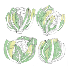 цветная капуста