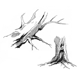 Эскизы деревьев