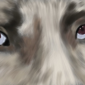 Глаза собаки 