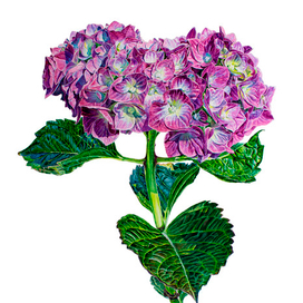 Гортензия, ботаническая иллюстрация, выполнена акварелью и переведена в JPEG file с растушёвкой краёв, изолирована на белом фоне.