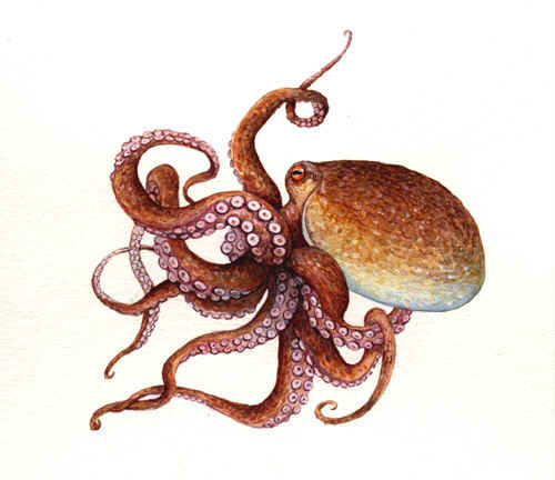 Осьминог