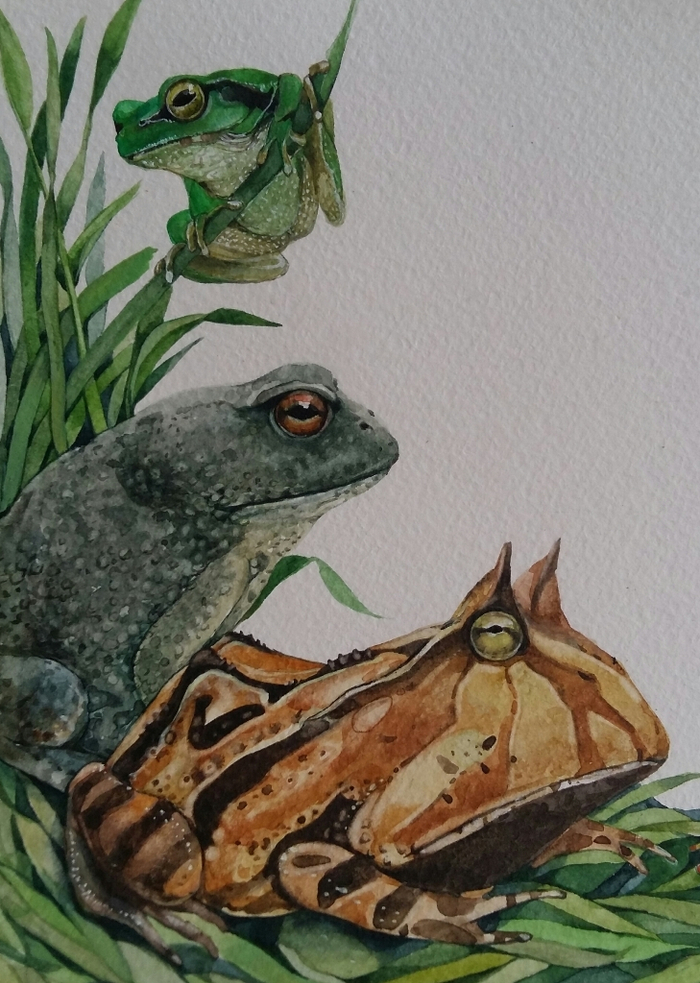 Такие разные лягушки
