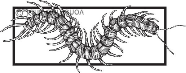Scolopendra Gigantea