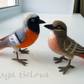 Горихвост нашёл свою горихвостку 