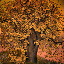 Старая груша