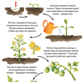 Как растут овощи?