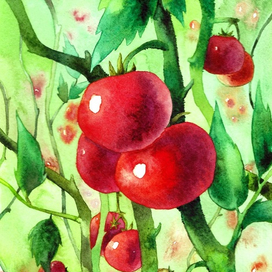 Помидоры в теплице